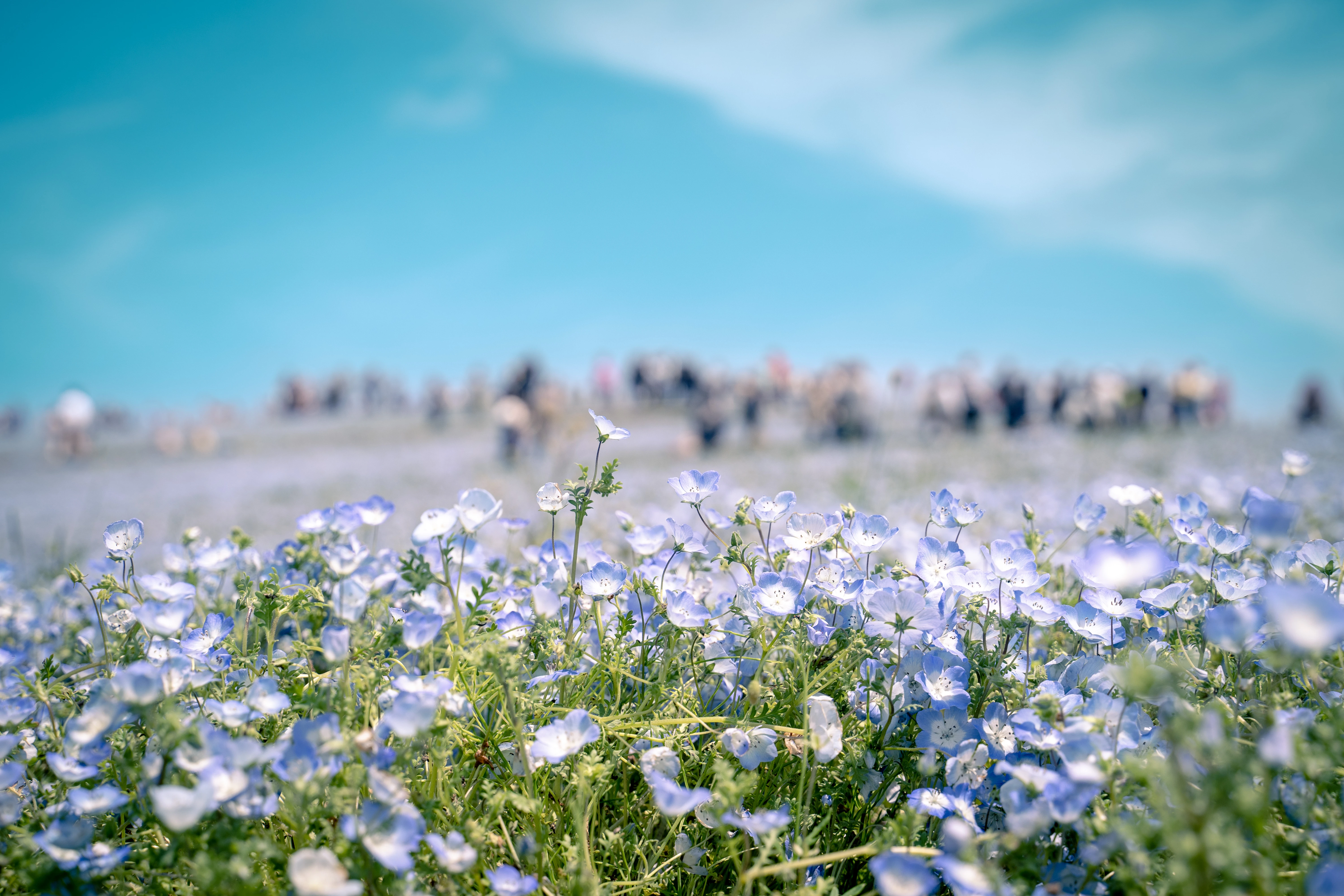 Expansive Field of Baby Blue Eyes in Bloom